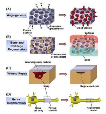  Resorbable Polymeric Scaffold: Oásis de Regeneração para Tecidos Danificados?!