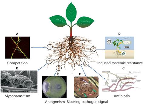 Nematodes: Biocontrol Agents and Soil Health Enhancers for Sustainable Agriculture