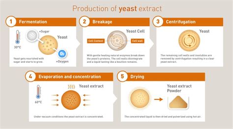 Yeast Extract: Unveiling its Potential for Enhanced Flavor Profiles and Biologically Active Compounds!